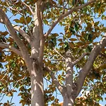 Les Magnolia Olbia