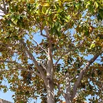 Les Magnolia 3*