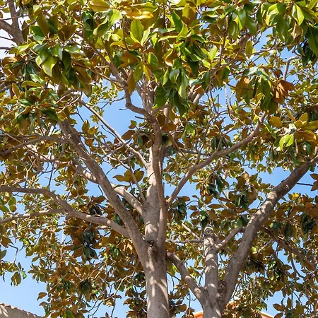 Les Magnolia 3*
